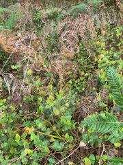 Platylobium obtusangulum