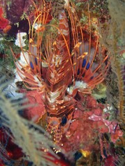 Pterois antennata