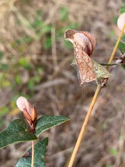 Platylobium obtusangulum