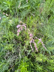Polygala hottentotta