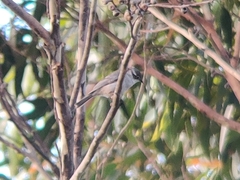 Melithreptus brevirostris