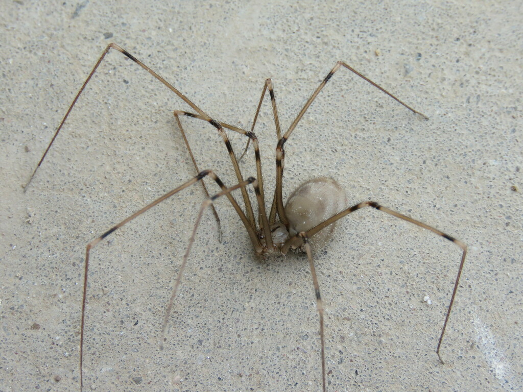 Giant Daddy-long-legs Spider (Araneae (spiders) of the British