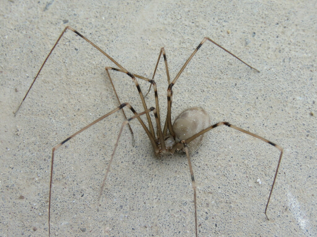 Daddy Long-Legs Spider - African Snakebite Institute