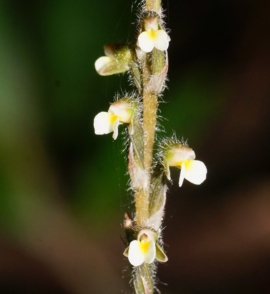 common jewel orchid