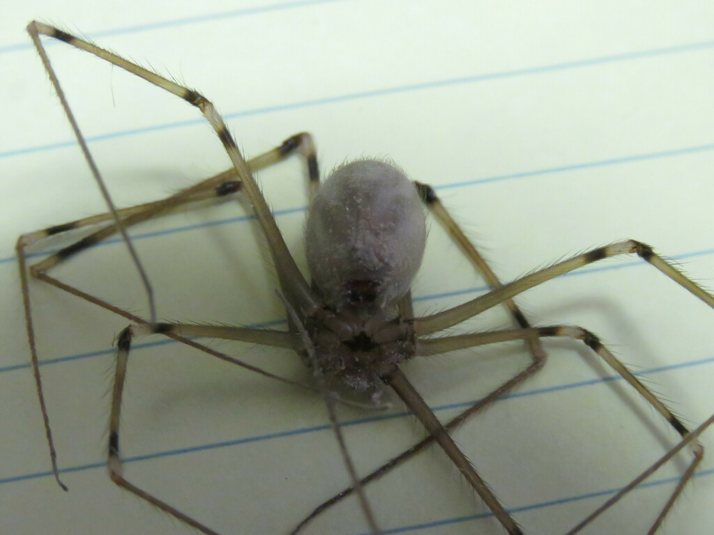 Artema atlanta (Giant Daddy-long-legs Spider) in Kihei, Maui