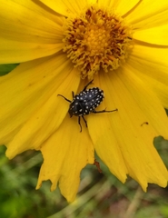 Oxythyrea testaceoguttata