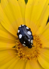 Mausoleopsis amabilis