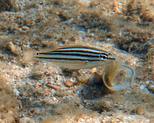 Maori seaperch (Scaevius milii) — Nemipteridae