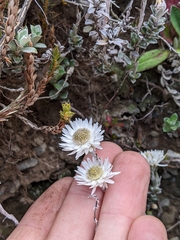 Anaphalioides bellidioides