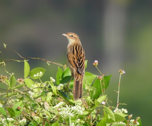 Bristled Grassbird (Schoenicola striatus), photo 2