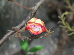 Couroupita guianensis