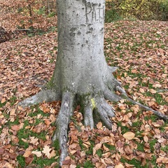 Punctelia jeckeri