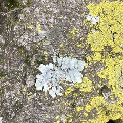 Punctelia jeckeri