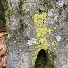 Punctelia jeckeri