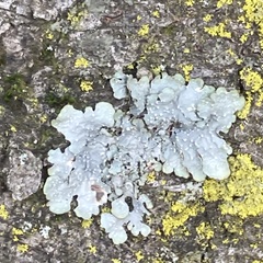 Punctelia jeckeri