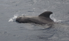 Globicephala macrorhynchus