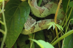 Craspedocephalus malabaricus