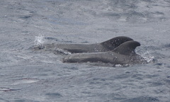 Globicephala macrorhynchus