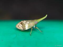 Pseudochoutagus curvativus