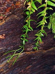 Phlegmariurus