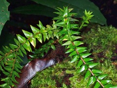 Phlegmariurus