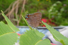 Satyrium liparops