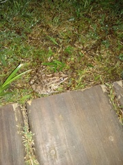 Leptodactylus luctator