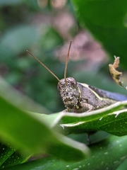 Xenocatantops humilis