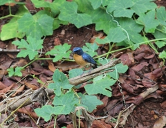 Cyornis tickelliae