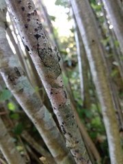 Arthonia cinnabarina