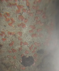 Arthonia cinnabarina
