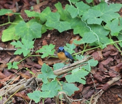 Cyornis tickelliae