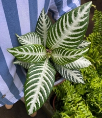 Aphelandra squarrosa