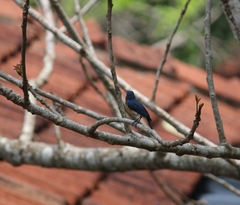 Cyornis tickelliae