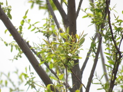 Phyllanthus sellowianus