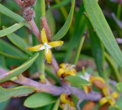 Persoonia comata