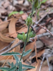 Crotalaria brevis