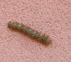 Lasiocampoidea
