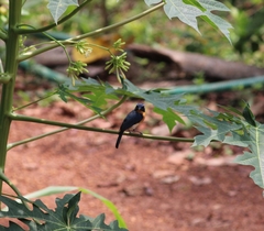 Cyornis tickelliae