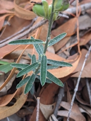 Crotalaria brevis