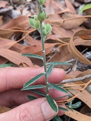 Crotalaria brevis