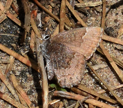 Callophrys augustinus