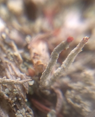 Cladonia macilenta