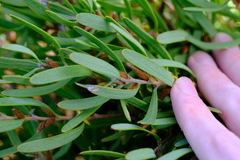 Persoonia comata