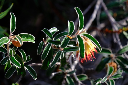 Image of Diplolaena Ferruginea (Diplolaena ferruginea) by (c) Peter Crowcroft, some rights reserved (CC BY)