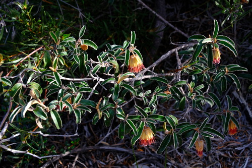 Image of Diplolaena Ferruginea (Diplolaena ferruginea) by (c) Peter Crowcroft, some rights reserved (CC BY)