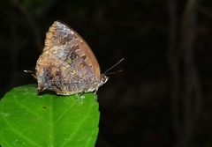 Arhopala bazalus