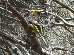 Platycercus caledonicus