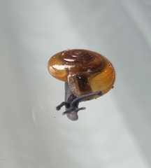 Oxychilus alliarius