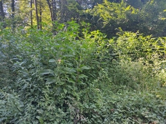 Impatiens glandulifera